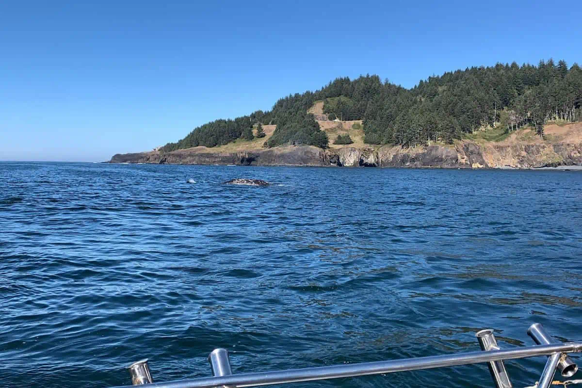Best things to do in Lincoln City - Dockside Charters