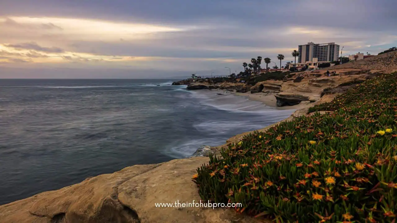 La Jolla Cove Beach Flowers.